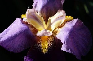 detail-iris-flower-preview.jpg