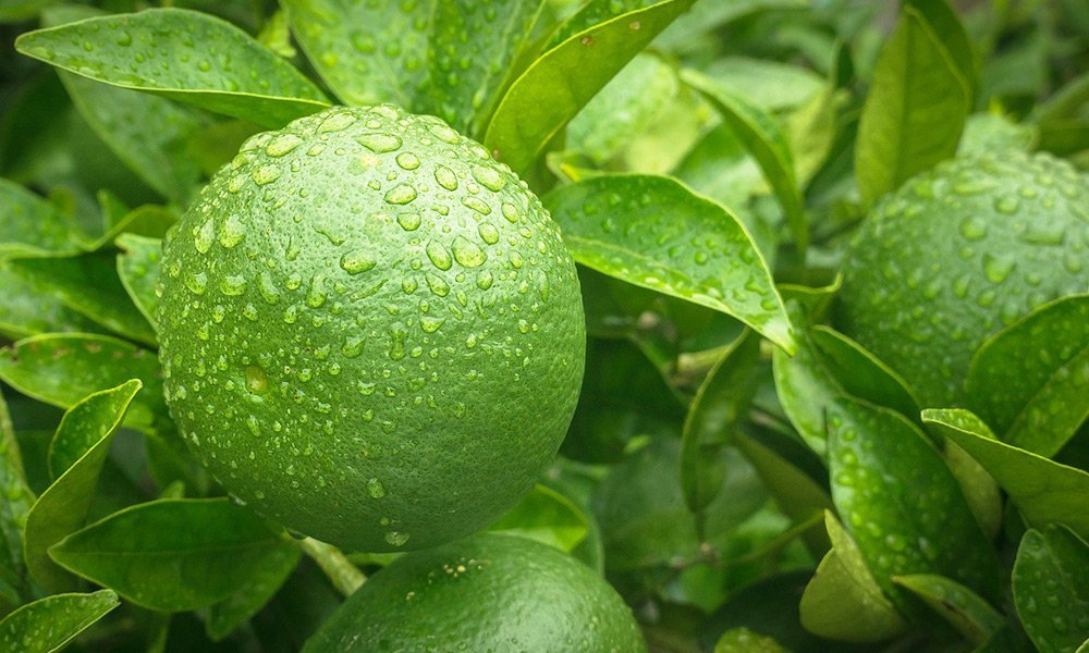 Zöld mandarin Zöld mandarin